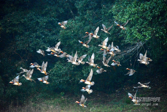 進(jìn)入初冬，大批野生鴛鴦陸續(xù)飛抵江西婺源縣賦春鎮(zhèn)鴛鴦湖越冬，小精靈們?cè)诤嫔匣蛳嗷ヒ蕾?、卿卿我我；或隨波逐流、嬉戲打鬧，悠閑自在生活在青山綠水之間，優(yōu)良的水域和豐富的湖畔闊葉林，為鴛鴦過冬提供良好生存環(huán)境，婺源鴛鴦湖已成為亞洲最大的野生鴛鴦越冬棲息地。（攝于12月4日下午）