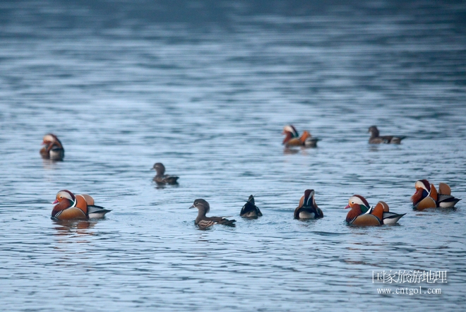 進(jìn)入初冬，大批野生鴛鴦陸續(xù)飛抵江西婺源縣賦春鎮(zhèn)鴛鴦湖越冬，小精靈們?cè)诤嫔匣蛳嗷ヒ蕾?、卿卿我我；或隨波逐流、嬉戲打鬧，悠閑自在生活在青山綠水之間，優(yōu)良的水域和豐富的湖畔闊葉林，為鴛鴦過冬提供良好生存環(huán)境，婺源鴛鴦湖已成為亞洲最大的野生鴛鴦越冬棲息地。（攝于12月4日下午）