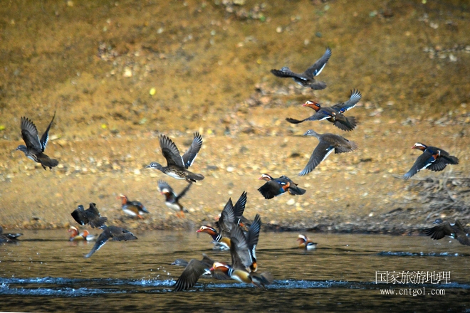 進(jìn)入初冬，大批野生鴛鴦陸續(xù)飛抵江西婺源縣賦春鎮(zhèn)鴛鴦湖越冬，小精靈們?cè)诤嫔匣蛳嗷ヒ蕾?、卿卿我我；或隨波逐流、嬉戲打鬧，悠閑自在生活在青山綠水之間，優(yōu)良的水域和豐富的湖畔闊葉林，為鴛鴦過冬提供良好生存環(huán)境，婺源鴛鴦湖已成為亞洲最大的野生鴛鴦越冬棲息地。（攝于12月4日下午）