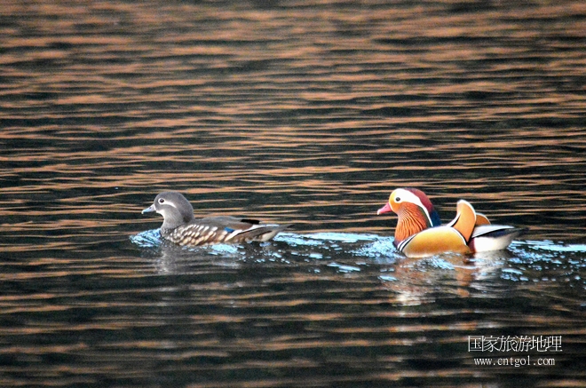進(jìn)入初冬，大批野生鴛鴦陸續(xù)飛抵江西婺源縣賦春鎮(zhèn)鴛鴦湖越冬，小精靈們?cè)诤嫔匣蛳嗷ヒ蕾?、卿卿我我；或隨波逐流、嬉戲打鬧，悠閑自在生活在青山綠水之間，優(yōu)良的水域和豐富的湖畔闊葉林，為鴛鴦過冬提供良好生存環(huán)境，婺源鴛鴦湖已成為亞洲最大的野生鴛鴦越冬棲息地。（攝于12月4日下午）
