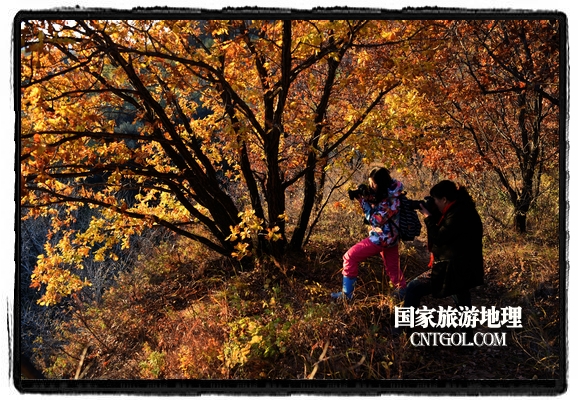 扎蘭屯市五彩繽紛賞秋色“游人如織”(圖)